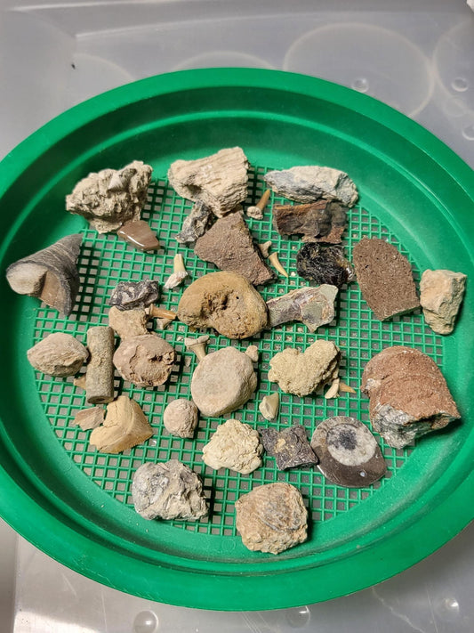 Large bag of Fossils